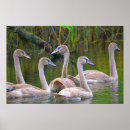 Suche nach junger vogel poster Vögel
