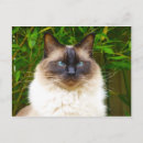 Suche nach ragdoll postkarten Liebe