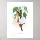 Suche nach vintage kolibris poster Illustration