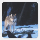 Suche nach canis lupus aufkleber Schnee