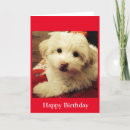 Suche nach bichon frise geburtstag karten White