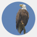 Suche nach weißkopfseeadler aufkleber Vogel