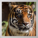 Suche nach bunter tiger poster Tierwelt