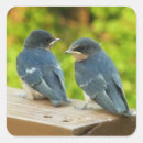 Suche nach schwalben aufkleber Vogelvogel