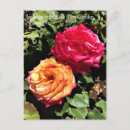 Suche nach test postkarten Rose