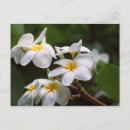 Suche nach leier postkarten Plumeria