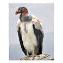 Suche nach geier poster Jede person