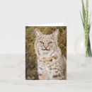 Suche nach rotluchs Natur