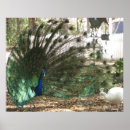 Suche nach pfau foto poster Vogel