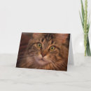 Suche nach maine coon karten Kitty