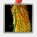 Suche nach grünes insekt ornamente Tier