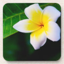 Suche nach frangipani untersetzer Plumeria