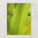 Suche nach extrem postkarten Nah up