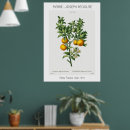 Suche nach vintage illustrationen poster Zitrusfrüchte