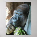 Suche nach gorilla poster Lustige tiere