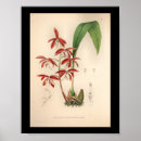 Suche nach rote orchidee poster Orchideen