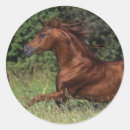 Suche nach stallion aufkleber Pferd