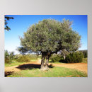 Suche nach olivenbaum poster Olivenzweig