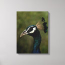Suche nach kunst mit vögeln leinwandbilder Pfau