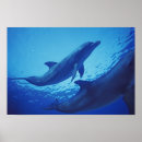 Suche nach habitat poster Animal
