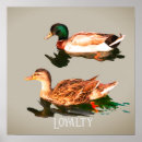 Suche nach mallard poster Vögel