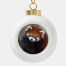 Suche nach roter panda ornamente Foto