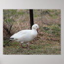 Suche nach migration poster Vogel