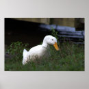 Suche nach weiße ente poster Für alle