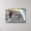 Suche nach donkey leinwandbilder Niedlicher esel