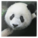 Suche nach bear fliesen Tragen