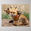 Suche nach fox baby poster Rotfuchs