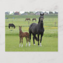 Suche nach pferde postkarten Natur