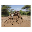 Suche nach tansania poster Reise