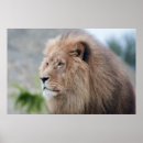 Suche nach könig der tiere poster Majestätisch