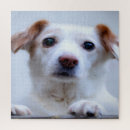 Suche nach weißer welpe puzzle Jede person