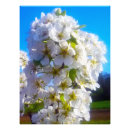 Suche nach obstbaum poster Blume