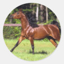 Suche nach arabisches pferd aufkleber Reiter