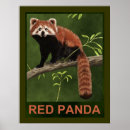 Suche nach panda poster Tiere