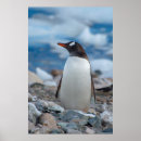 Suche nach antarktische halbinsel poster Blau