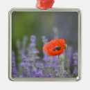 Suche nach feld ornamente Blume