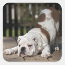Suche nach englische bulldogge aufkleber Haustiere
