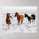 Suche nach isländisches pferd poster Bauernhof