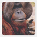 Suche nach orang utans aufkleber Tier