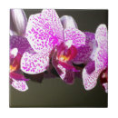 Suche nach rosa orchideen fliesen Blume