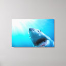Suche nach weiße haie poster leinwandbilder Fisch