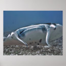 Suche nach manta poster Ozean