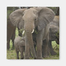 Suche nach afrikanische elefanten magnete Loxodonta africana