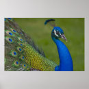 Suche nach schöner pfau poster Federn