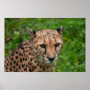 Suche nach gepard poster Katze