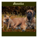 Suche nach mastiffs poster Für alle